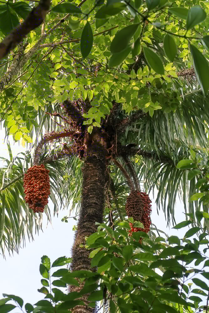 Palm trees in Costa Rica