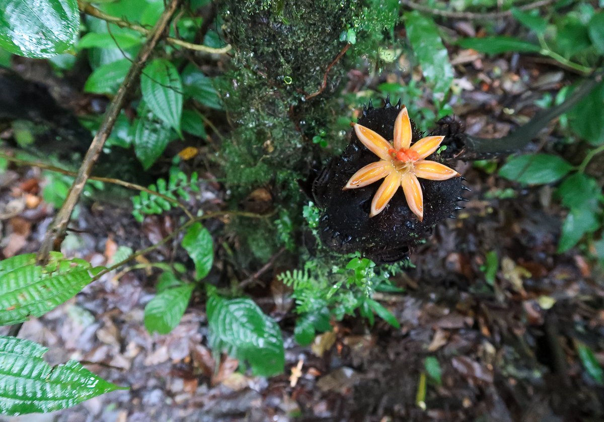Lovely orange forest flower in Monteverde