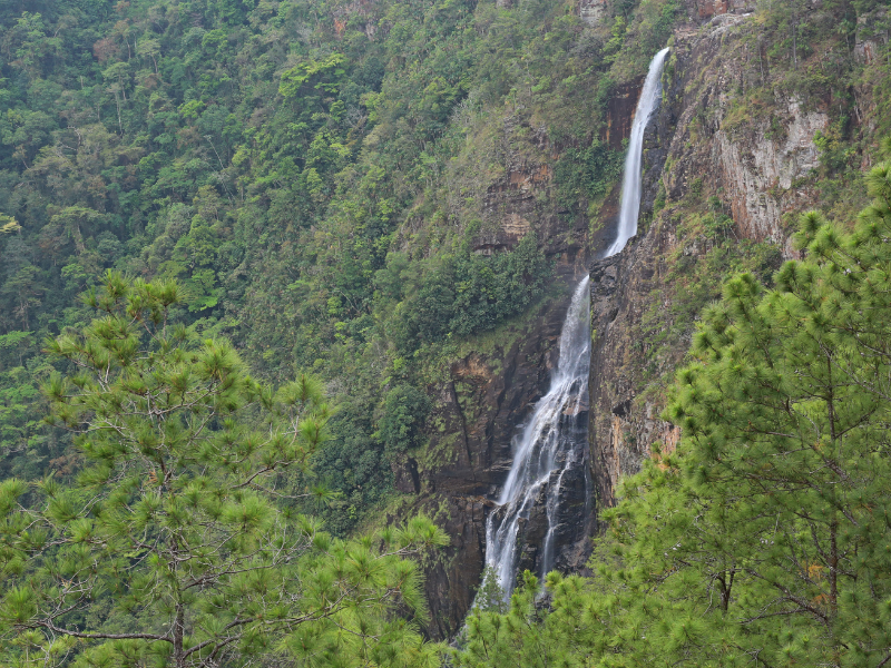 1000 Foot Falls surrounded by pine trees in the Cayo District of Belize - exploring this area is one of the best things to do in Belize.
