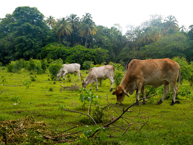 Brown and white cows grazing on green fields